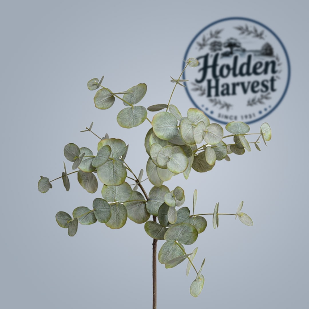 Eucalyptus leaves4